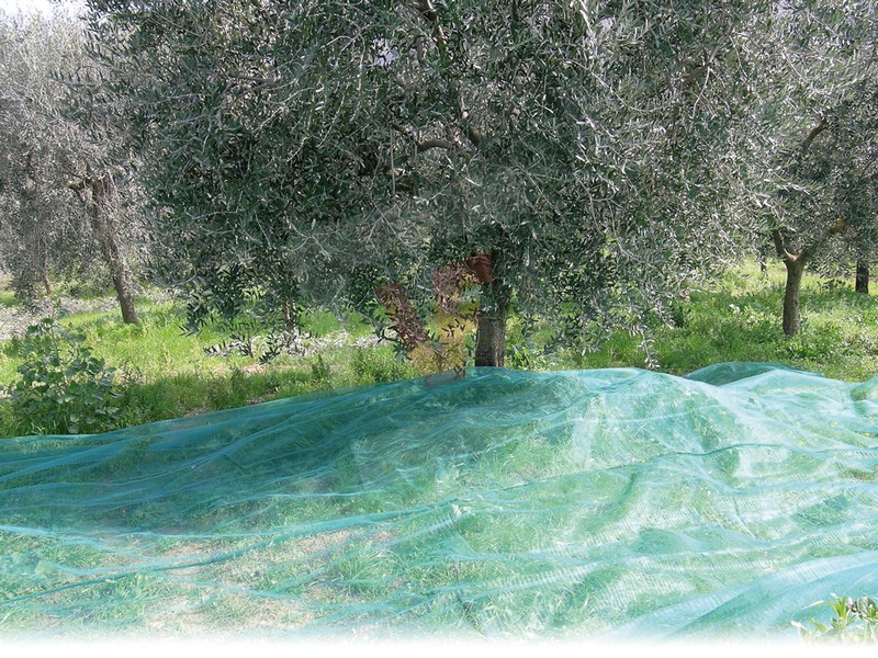 Confine RETE PER OLIVE...